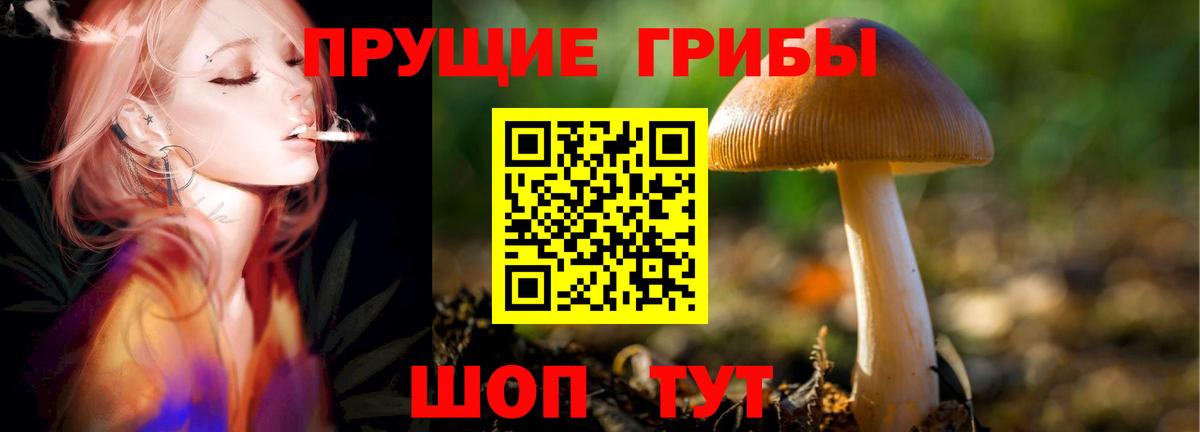 Арсеньев  Галлюциногенные грибы прущие грибы  Вход с VPN  Галлюциногенные грибы мицелий 